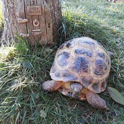 Volunteer for Winscombe toad patrol