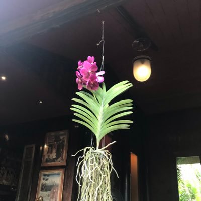 yasutomy's profile picture. 