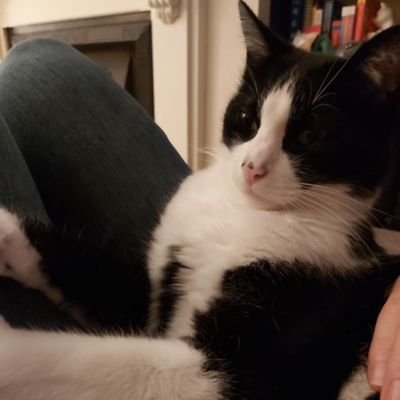 pipinthepenguin's profile picture. black, white, and quite small