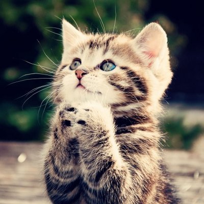cat lover, coder, creator of https://t.co/73z3TEZ5Do and https://t.co/QmLRd3UDvj