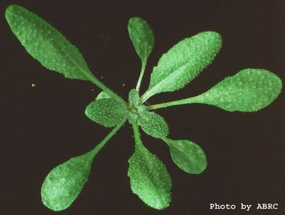 The Multinational Arabidopsis Steering Committee (MASC) is composed of representatives from each country with major efforts in Arabidopsis research; (est 1990)