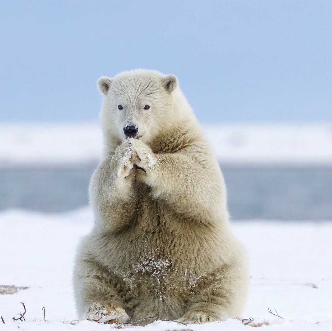 NordenShield's profile picture. Hobbyist game dev. I love logic puzzles and escape rooms and I have a passion for the Arctic. Follow me for updates on my game dev journey.