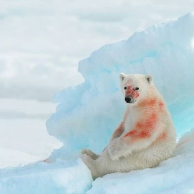 Polar Bear Profile