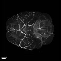 Neurobiology Imaging Facility at Harvard Medical (@hms_nif) 's Twitter Profile Photo Neurobiology Imaging Facility at Harvard Medical (@hms_nif) 's Twitter Profile Photo