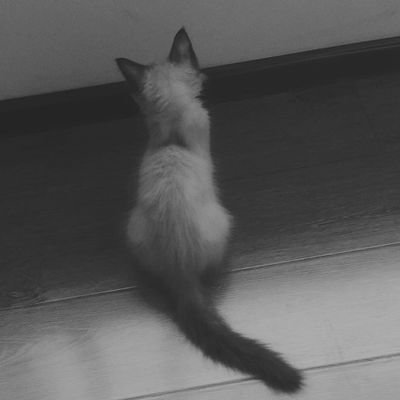 chen2tian1shu1's profile picture. PhD student exp psyc // causality/blame/detective novels// 汉语/English/日本語 //TheyThem // I use likes as bookmarks just so you know:)