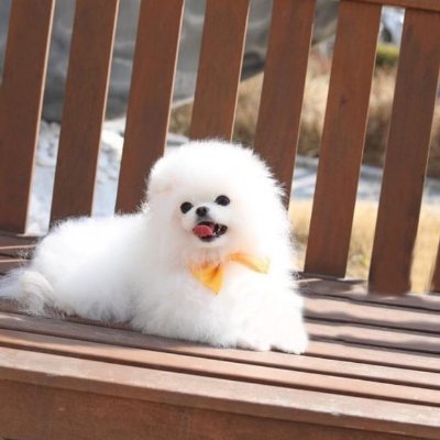 5 Star🌟Registered Breeder of Top Quality Teacup & Toy Puppies🐶🐾.We sell & ship Worldwide🚚✈100% Guarantee.