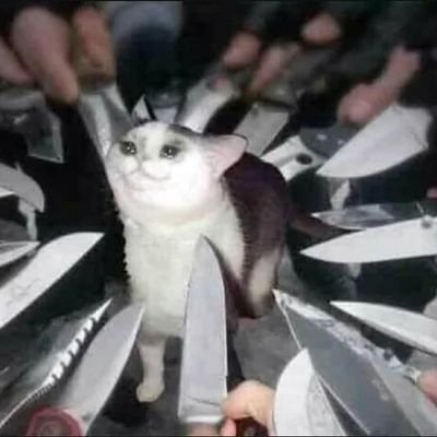 transitiveRelat's profile picture. מיד בא לאכול, רק שנייה