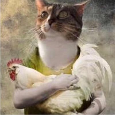 My hobbies include memes, loving cats, and being mentally unstable.