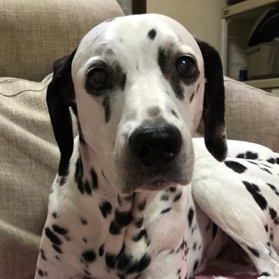 KiyokiyoWeb's profile picture. フリーランスなWEBデザイナーのアカウント。大阪在住。犬猫飼ってましたが、愛犬は14歳で天国へ行きました。😢 猫は健在。最近のお仕事は受託でコーディングがメイン。
下記のポートフォリオは100年前の遺跡です。そのうち更新すると思います。