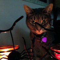 Catlord Joe (@joemmac) 's Twitter Profile