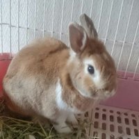 うさみみ (@mimiplease) 's Twitter Profile