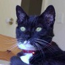 ChibiKangaroo's profile picture. オーストラリア在住の通訳・翻訳者。Macユーザー。ボランティアで猫のフォスターケアラー。NAATI Certified Interpreter (English / Japanese), NAATI Certified Translator (English to Japanese)