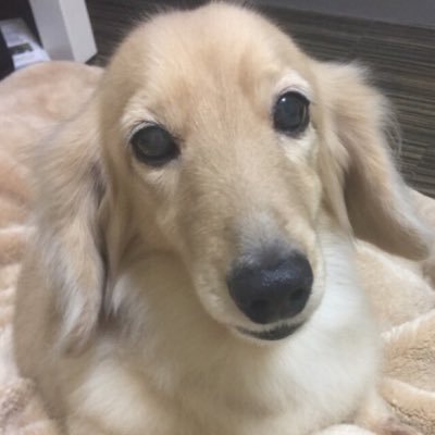 hiro_tu_tu_'s profile picture. 好きなモノについて呟きます 音楽、食べ物、犬、日常についてetc.（Mダックス♀2021.8 お空にお引越し）