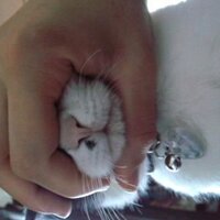 りぃ。 (@musicaircatfrog) Twitter profile photo