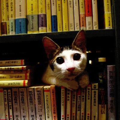 matamatamatatab's profile picture. 京大白眉センター所属。ネコのこころの研究をしています。著書に知りたい！ネコごころ（岩波書店）、ネコはここまで考えている（慶應義塾出版）があります。スピッツ、スポーツカーが好きです。 #campnyan #capmpnyantokyo