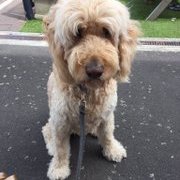 Aus Kiwi Dog (@auskiwidog) 's Twitter Profile Photo Aus Kiwi Dog (@auskiwidog) 's Twitter Profile Photo