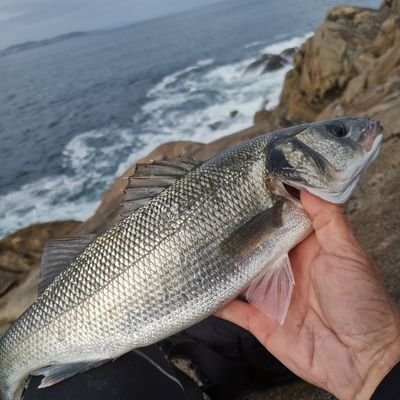 Pesco a spinning en la costa gallega. Desde roca y kayak. Mi canal de pesca https://t.co/Slx57DYbB2