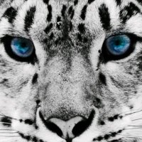 ثواني ثانية (@xoooiizz) 's Twitter Profile