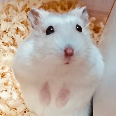 ミルモさんのプロフィール画像
