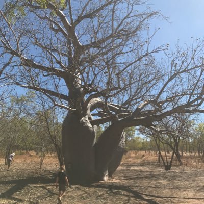 Farming at Cleve, South Australia. Enjoying life on the land and in the scrub.