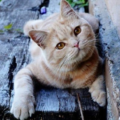 krystynawalczy1's profile picture.