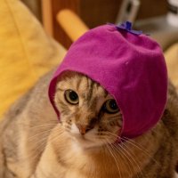 つばっきー (Stripepan2) (@stripepan2) 's Twitter Profile Photo
