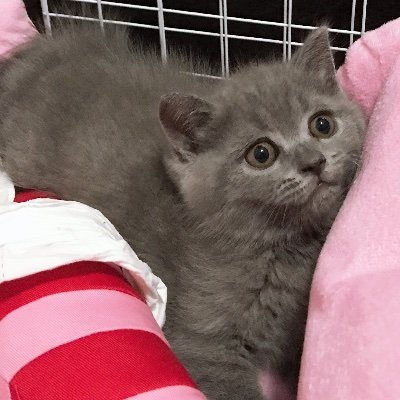 DrDexterWong1's profile picture. Professor in School of Medicine and Pharmacy, Ocean University of China
Ph.D. in Biomedical Engineering
Personal Website: https://t.co/O14yNgy76Q