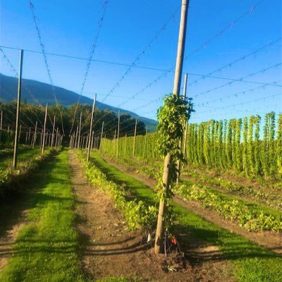 Official twitter account for the Sartori Hop Ranch! We pride ourselves with high quality hops and lasting relationship! Family owned and operated since 2008.