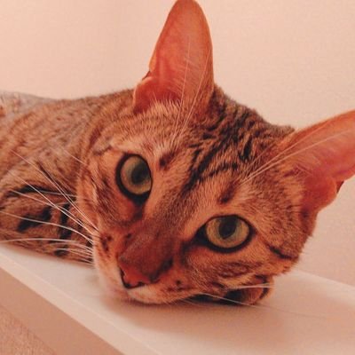 植野さん家の猫🐈️さんのプロフィール画像