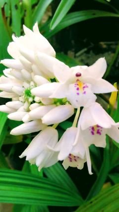 Brunild61471304's profile picture. Unión familiar