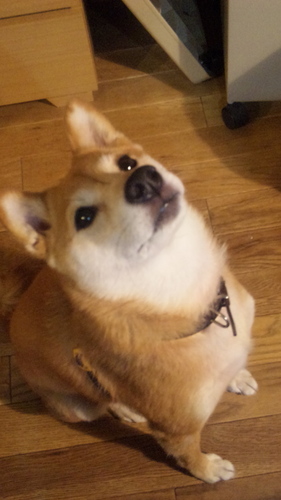 せぴあ V Twitter 朝5時に老犬の鳴き声で起床 右頬を床に打ち付け流血してたので消毒 ゲンタシン軟膏塗布しガーゼ被覆 手当てしたら安心したのか寝た