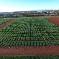 Yanco MEF (@yanco_mef) 's Twitter Profile