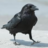 ichabd's profile image