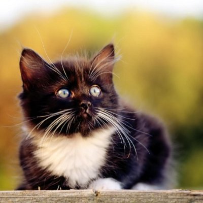 Cats, without a doubt, the most popular pets in the world.