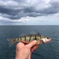 Charlie R (@perchsearcher) 's Twitter Profile