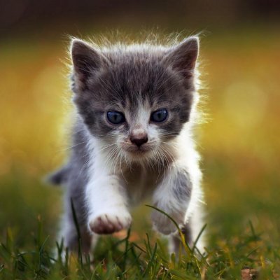 Why we just all live in cat paradise? Sounds like a dream.