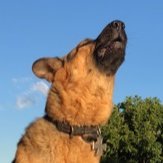 Kaiser the German Shepherd howls daily at the Post Office clock. It is his mission to make sure everyone knows that the clock has chimed.