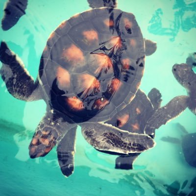 hirowatari's profile picture. 