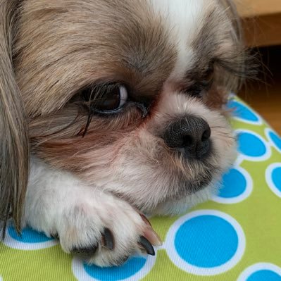 帰国先輩さんのプロフィール画像