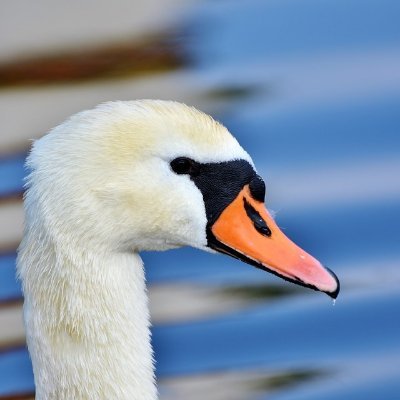 kysynvain's profile picture. Image-lehdestä tiedustellaan