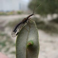 Rozas L (@rozasl1) 's Twitter Profile