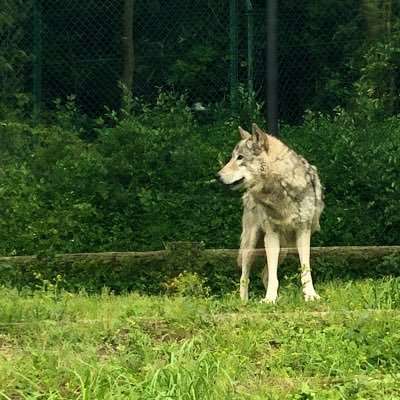 読書垢作ってみました。十二国記と星の王子さまはバイブル。尊敬する人は夏目漱石。なので漱石関連が多くなるやも。 突然話しかけたりしますので、驚かせてしまったらすみません。