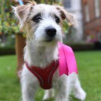 Dilyn The Downing Street Dog(@DilynThe) 's Twitter Profile Photo