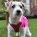 Dilyn The Downing Street Dog (@dilynthe) Twitter profile photo Dilyn The Downing Street Dog (@dilynthe) Twitter profile photo