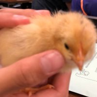 ひよこっこ (@smikgyej7ksp3dg) Twitter profile photo