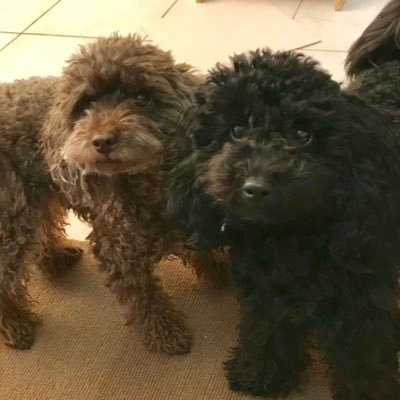 yoshiyama1971's profile picture. 🇳🇱11年在住→🇩🇪11年在住。50代を楽しく過ごす。2匹の🐩と幸せな毎日。無言フォロー失礼します。