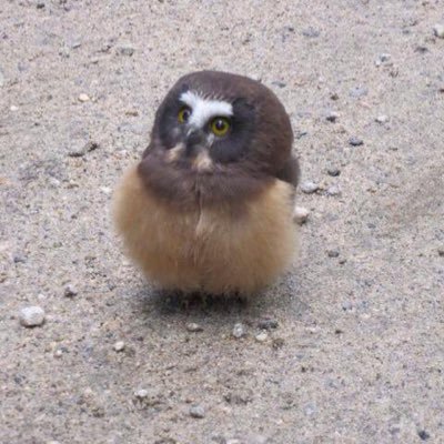 AkameGo5o's profile picture. 下調べは大切よ