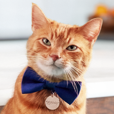 You might know me from the big screen or my 9Lives® TV commercials, but my most important role is advo-cat. I'm here to help all cats prospurr. #MorrisApproved