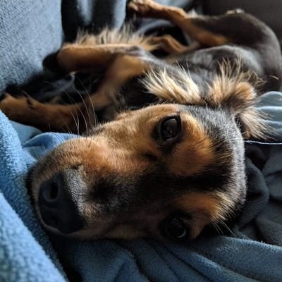 Nazguuurl's profile picture. More than just a pretty face and an ancient oath of vengeance.