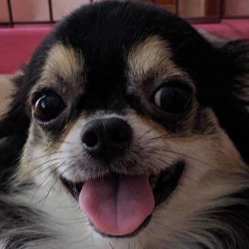 ChihuahuenoK Profile Picture